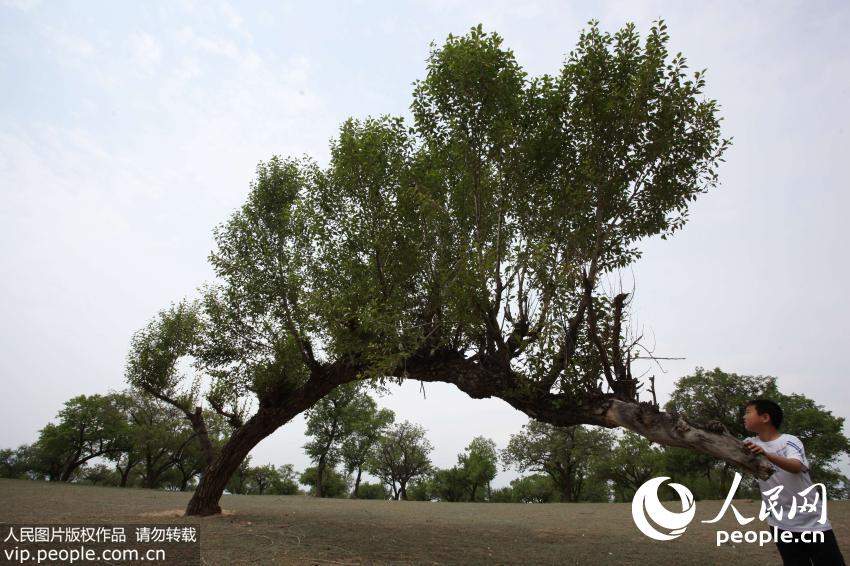 河北張家口現(xiàn)“樹堅強” 獨木“撐”林
