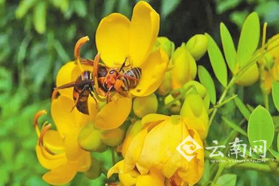 蜜蜂語音報(bào)警信號首次被解碼