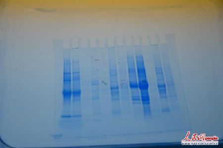 　公司的科研人員正在檢驗(yàn)各種植物的DNA，以尋求能更完美替代雞蛋的方案。