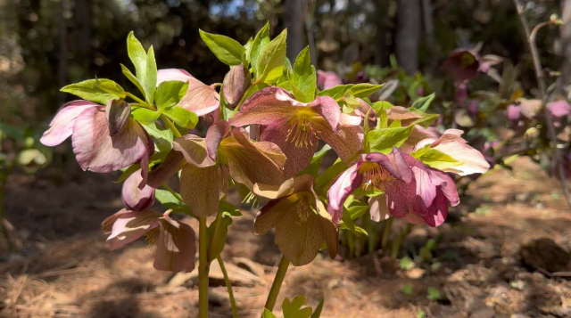 漫步香格里拉高山植物園，盡享滿園春色