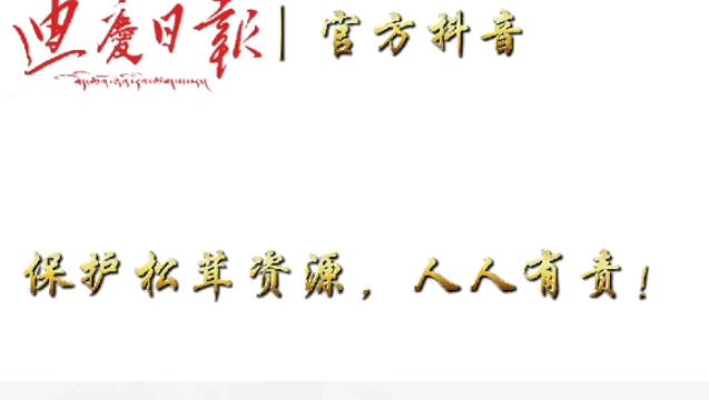 拒絕采收童茸 讓香格里拉“美味”永續(xù)接力！