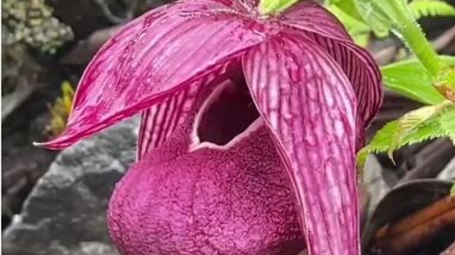 諾西村的油菜花開，美極了！