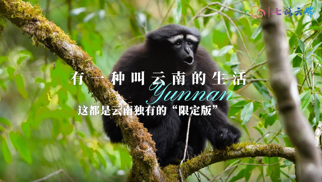 有一種叫云南的生活丨這都是云南獨有的“限定版”驚喜