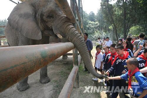 6月7日，在濟(jì)南動(dòng)物園，來(lái)自災(zāi)區(qū)的幾名小學(xué)生給大象送上“端午粽子”。 當(dāng)日，在山東濟(jì)南師范學(xué)校過(guò)渡復(fù)學(xué)的340多名來(lái)自四川省北川縣擂鼓鎮(zhèn)的小學(xué)生到濟(jì)南動(dòng)物園免費(fèi)游園，度過(guò)了愉快的一天。 