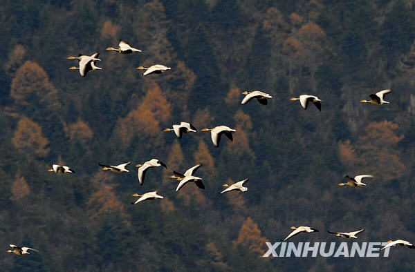 11月5日，一群斑頭雁從納帕海邊的山林上空飛過。 近年來，云南香格里拉縣藏語意為“森林旁邊的湖”的納帕海，成為黑頸鶴、斑頭雁、黃鴨等鳥類的越冬樂園，每年有數(shù)萬只候鳥來此越冬。 新華社記者鄒崢攝 