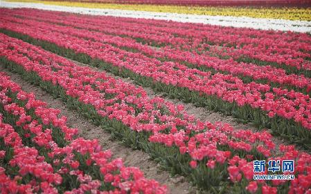 這是5月13日拍攝的云南省香格里拉縣納帕草原盛開的郁金香。新華社發(fā)（梁志強(qiáng) 攝）
