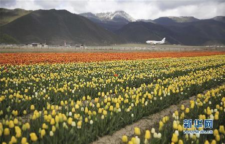 5月13日，在云南省香格里拉縣的納帕草原上，一架飛機(jī)在盛開的郁金香旁降落。新華社發(fā)（梁志強(qiáng) 攝）