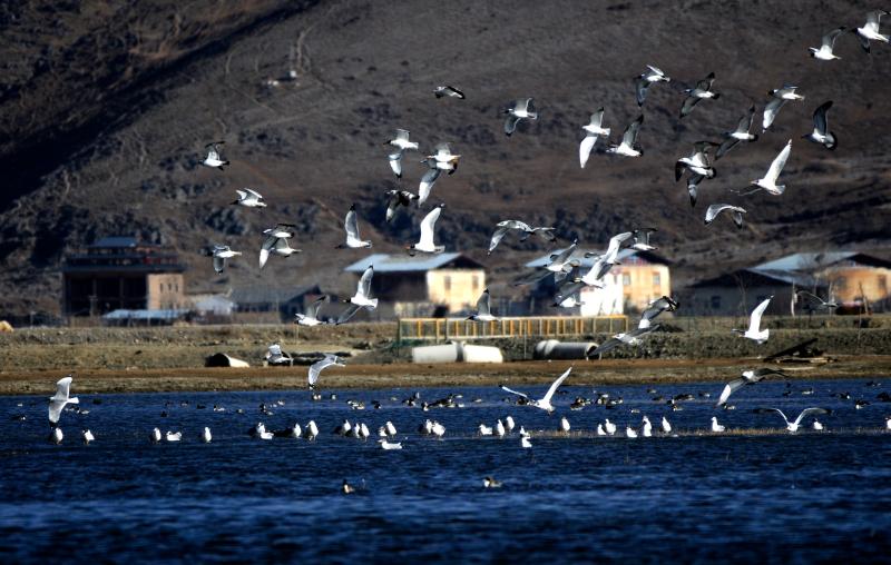 賞雪山騎馬觀鳥香格里拉冬季旅游不冷淡