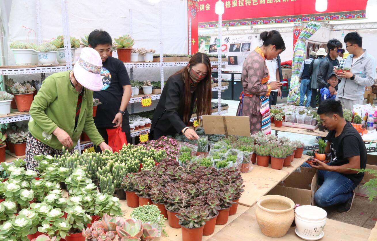端午節(jié)展銷會上盆栽受青睞