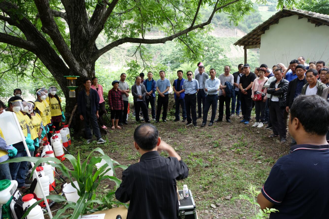 我州全力監(jiān)測防控草地貪夜蛾疫情