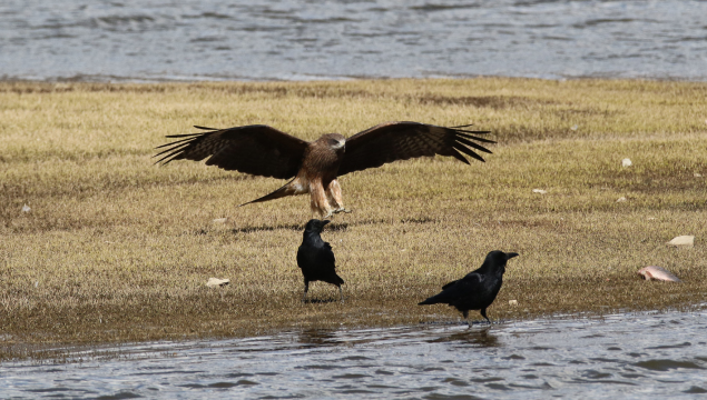 香格里拉飛羽天堂—每日觀鳥臺 黑鳶