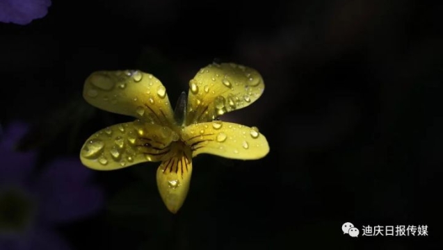 美！香格里拉雨后的露珠，大寫的驚艷！