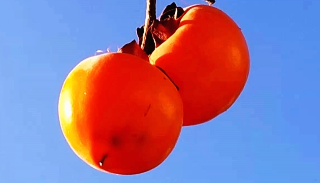 【快看】維西柿子紅了，咬一口甜到心頭！