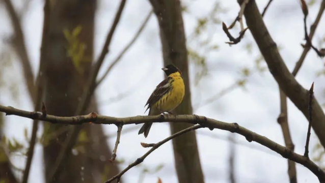 迪慶州鳥類新記錄：國家一級重點保護野生動物黃胸鹀！