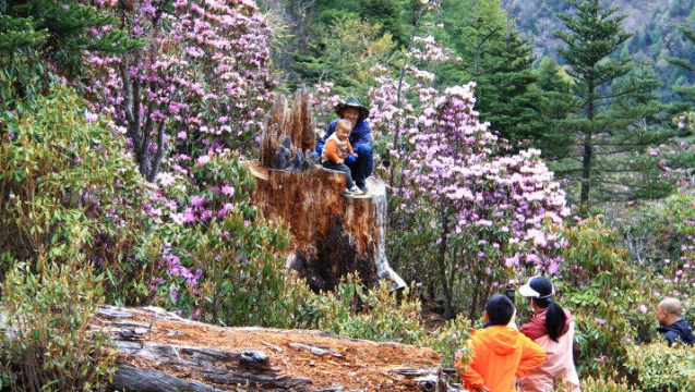 杜鵑花開，維西縣多處瞬間“走紅”！