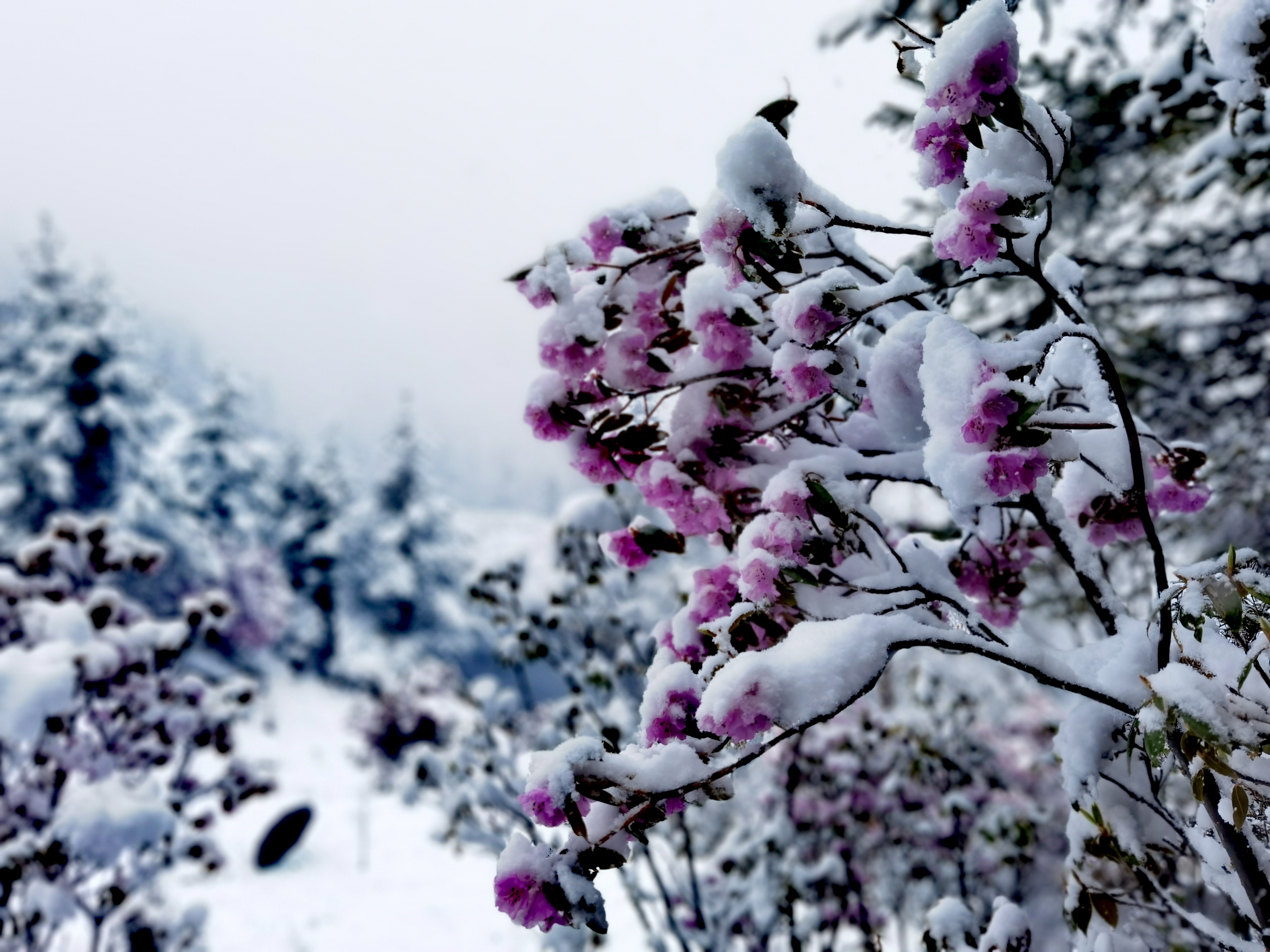 香格里拉五月飛雪，看花賞雪兩不誤