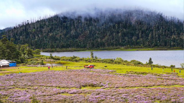 碧沽天池：漫山紫杜鵑 賞花正當時