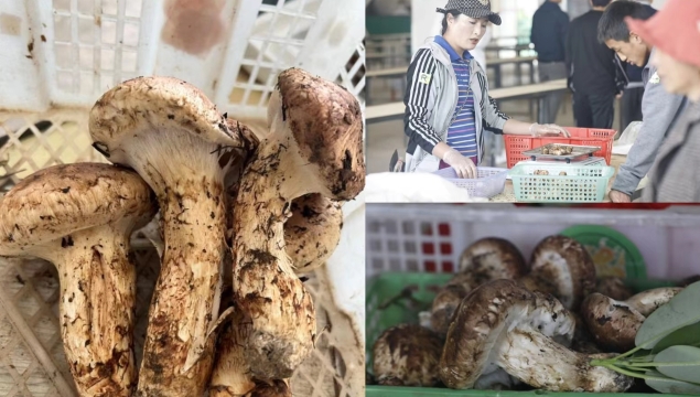 香格里拉精品松茸價格突破5000元，供不應(yīng)求