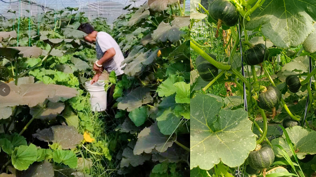 引種成功！進(jìn)口貝貝南瓜在金江鎮(zhèn)豐收上市