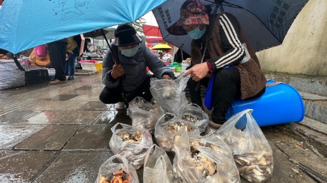 香格里拉市民冒雨購(gòu)買(mǎi)野生菌