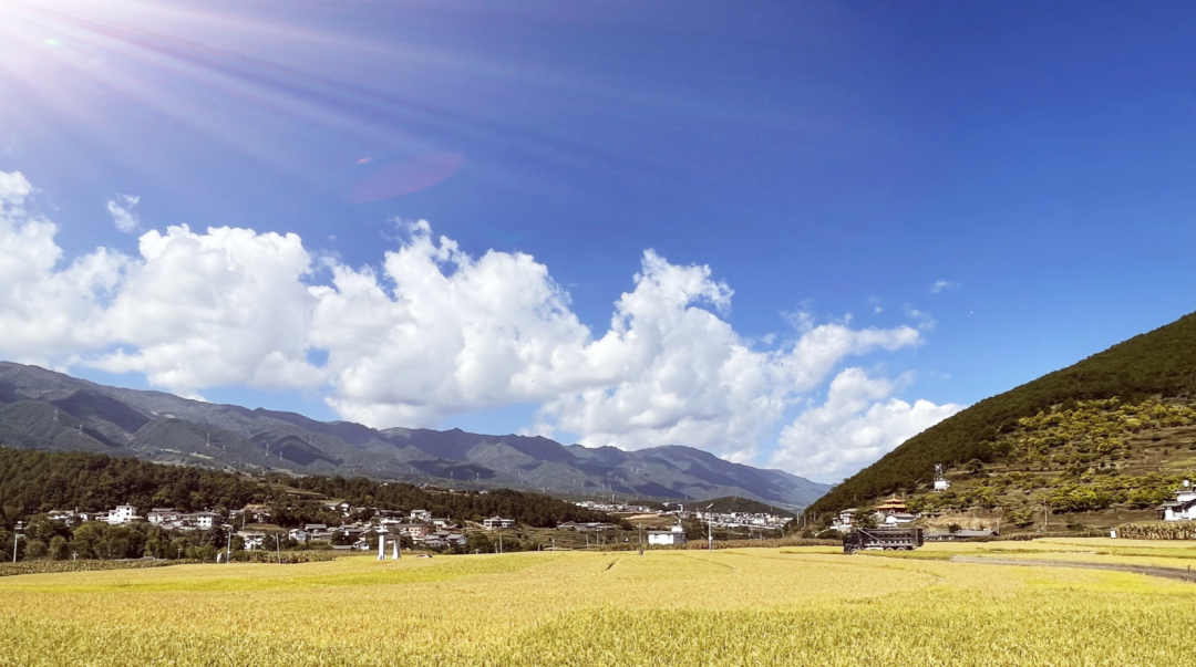 金黃色的稻田點(diǎn)綴在綠色的沃野上 張燕.png