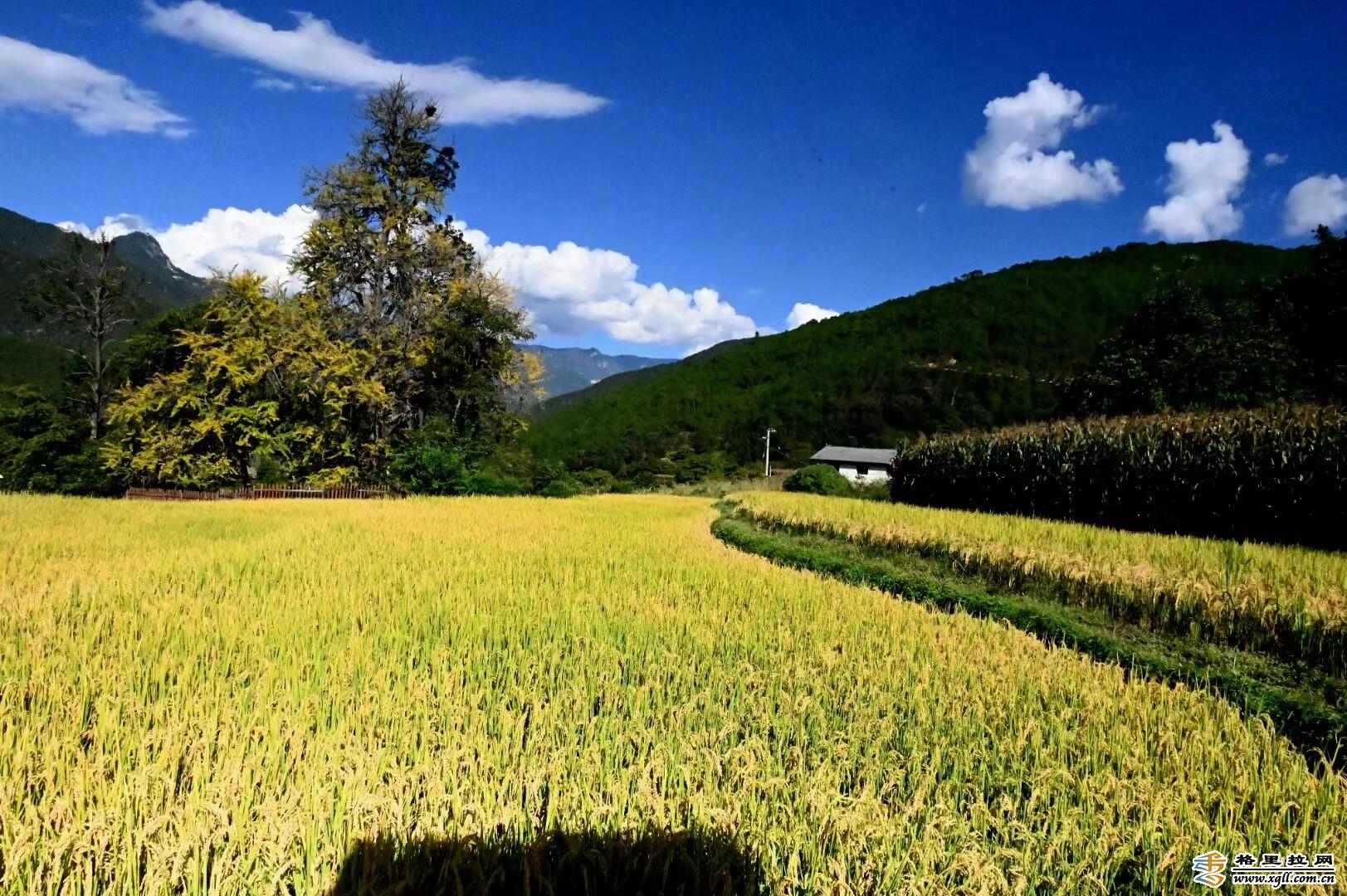 維西鄉(xiāng)村美如畫 (2).jpg