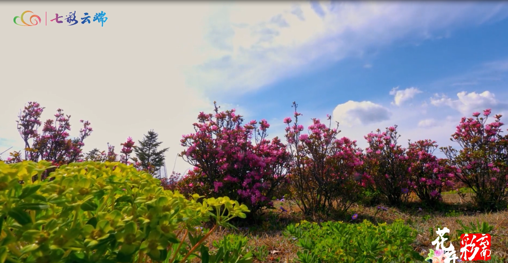 【花開彩云南·香格里拉】我在雪域高原的夏天，遇見漫山遍野的杜鵑