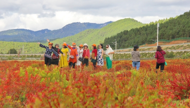 狼毒紅了  香格里拉開(kāi)啟賞秋模式