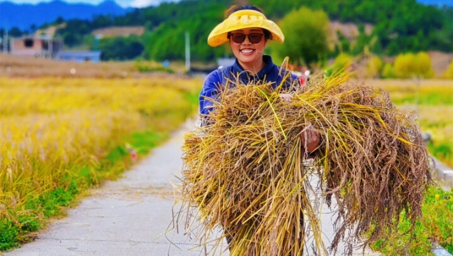 稻谷飄香，攀天閣“豐”景如畫(huà)~