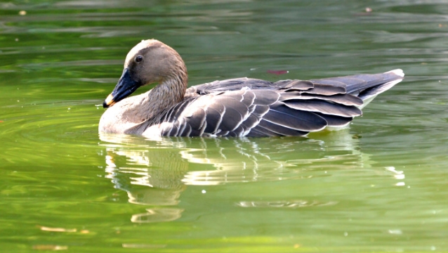 【迪慶百鳥集】59?豆雁