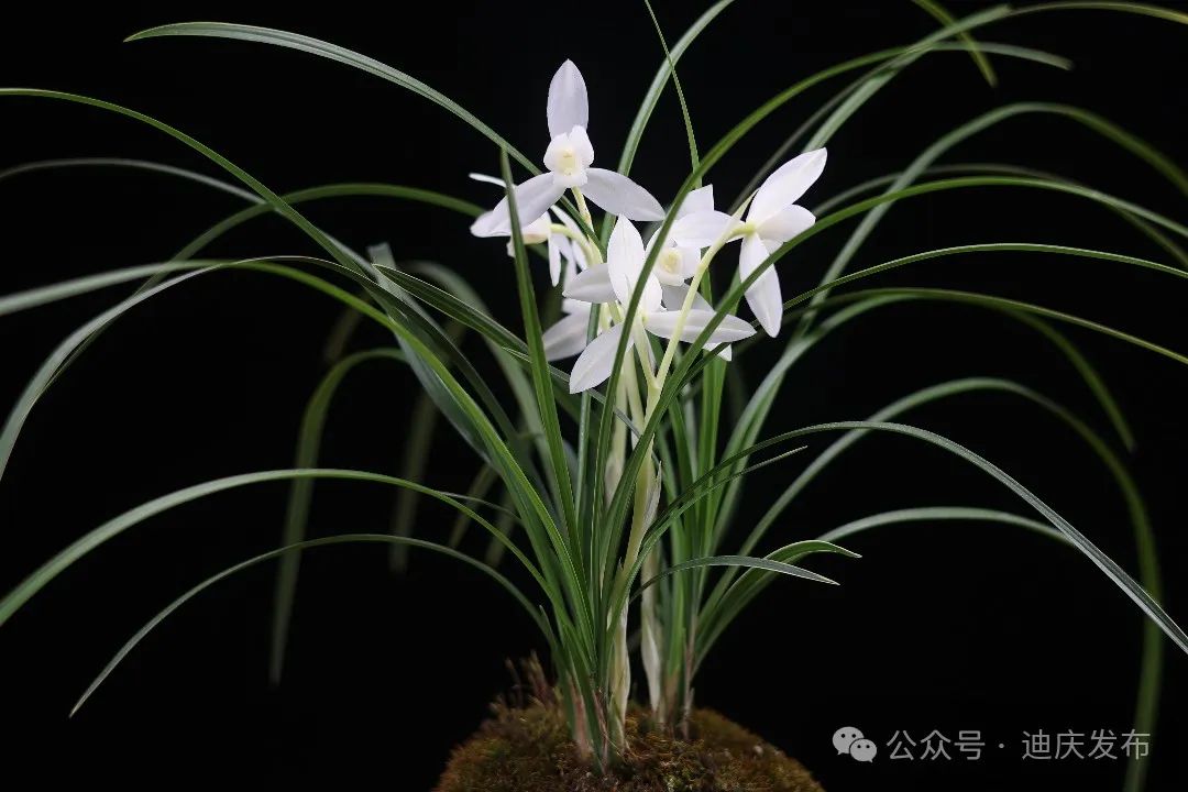 欣賞‖ 第三十一屆中國（維西）蘭花博覽會(huì)中的特金獎(jiǎng)蘭花，有您喜歡的蘭花嗎？