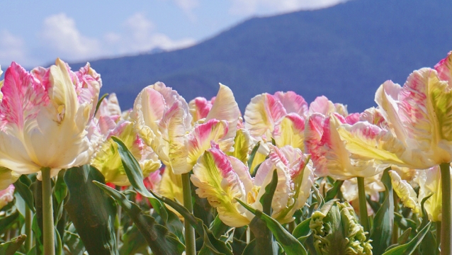 賞花正當時！香格里拉高山植物園郁金香花海正迷人
