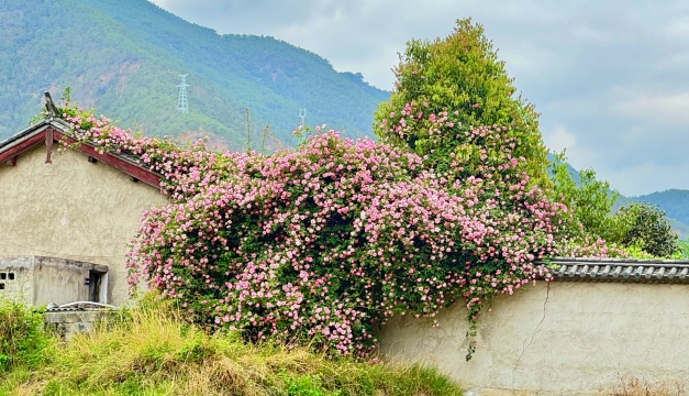 春色滿園關(guān)不住