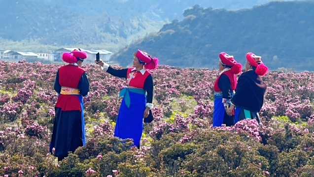 山花爛漫