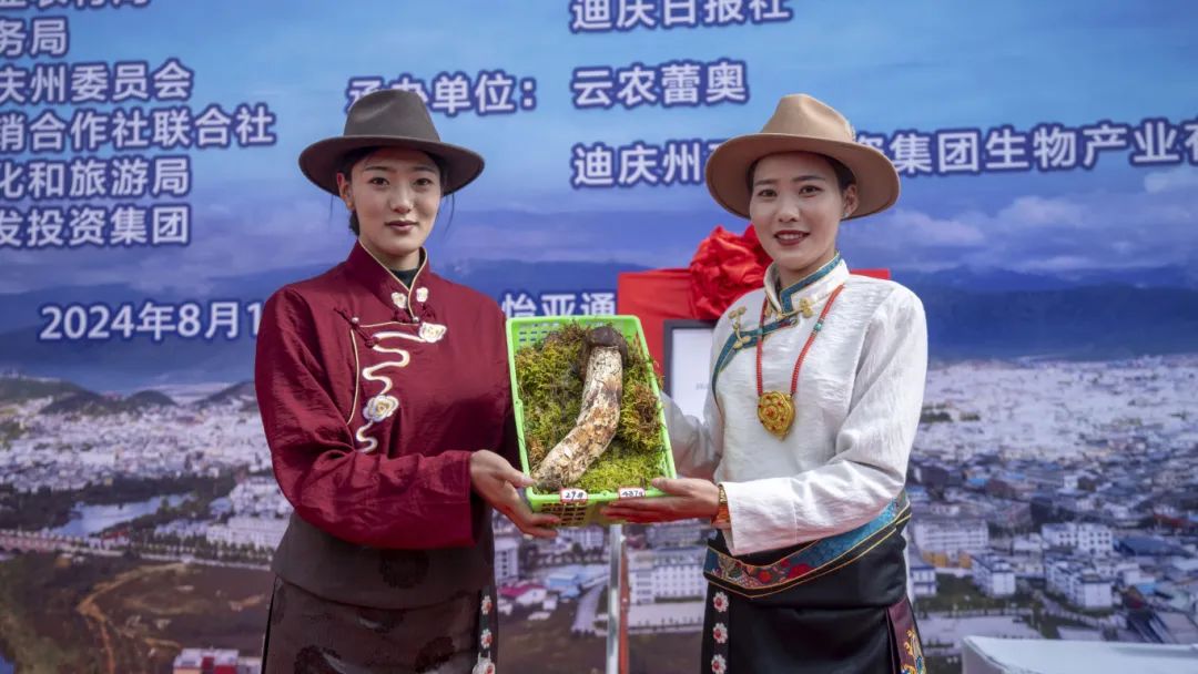 香格里拉“松茸王”招募競拍活動首日，直播吸粉4000多，最終以3300元線上成交