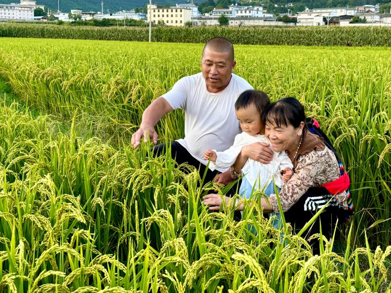 香格里拉市金江鎮(zhèn)處處呈現(xiàn)出一派生機(jī)盎然、豐收在望的喜人景象
