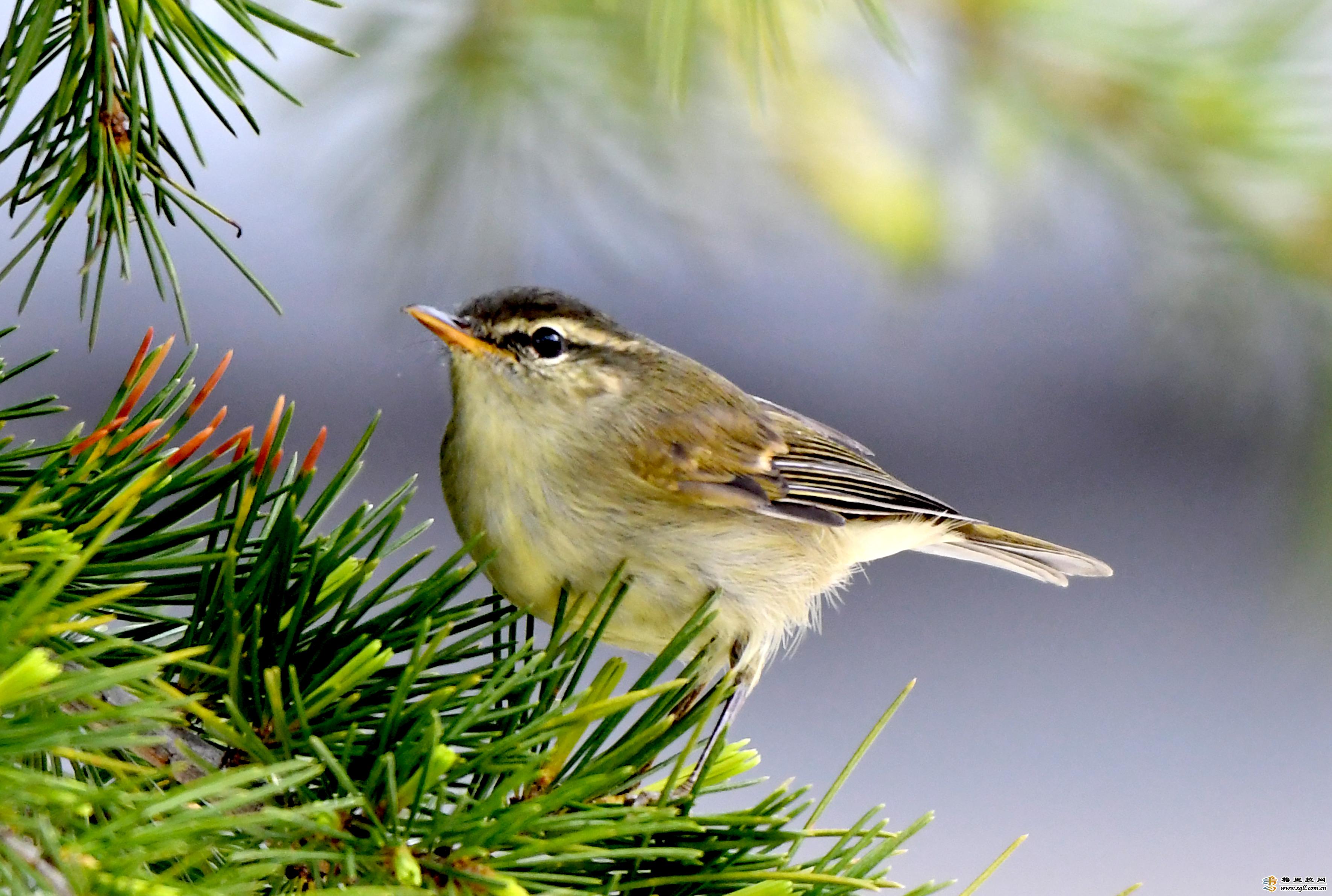 【迪慶百鳥集】142 暗綠柳鶯
