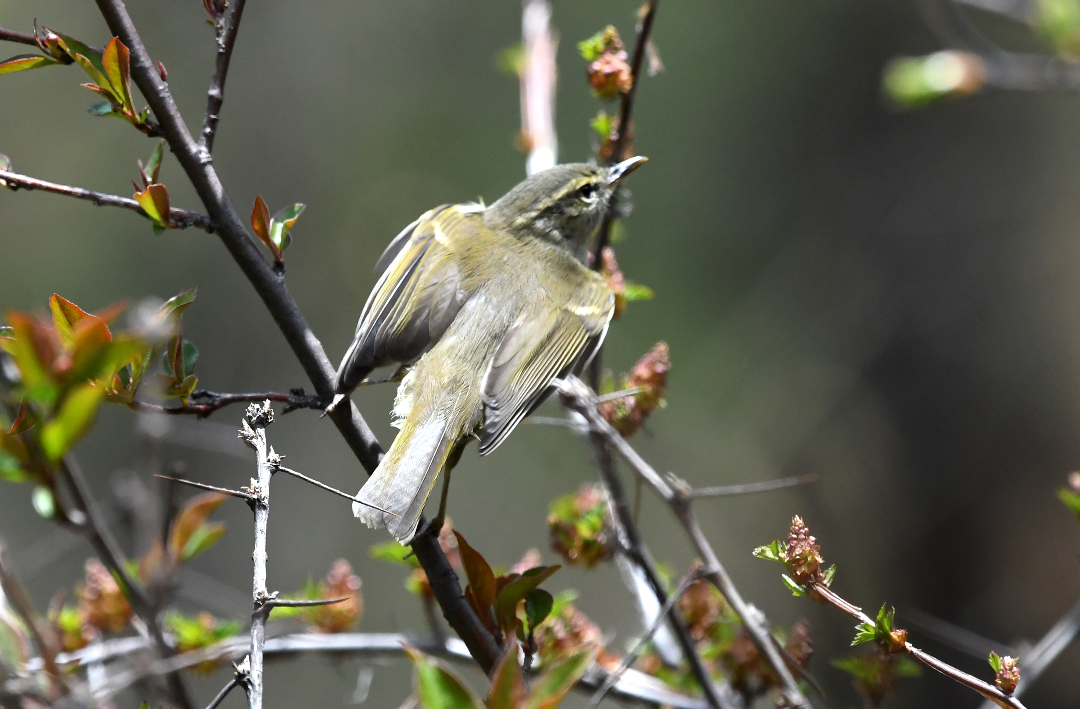 【?迪慶百鳥集】144烏嘴柳鶯