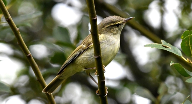 【?迪慶百鳥集】144烏嘴柳鶯