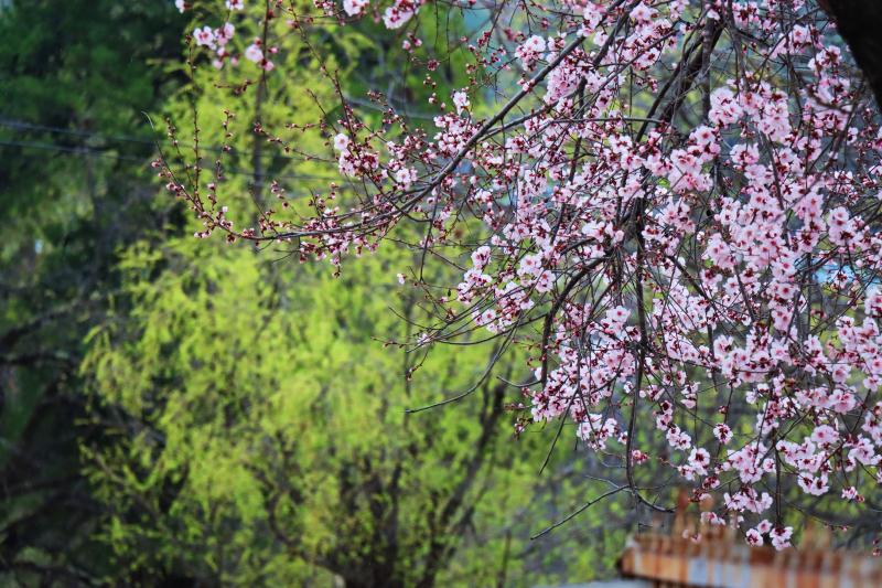 【尼西的春天·花開(kāi)高原】