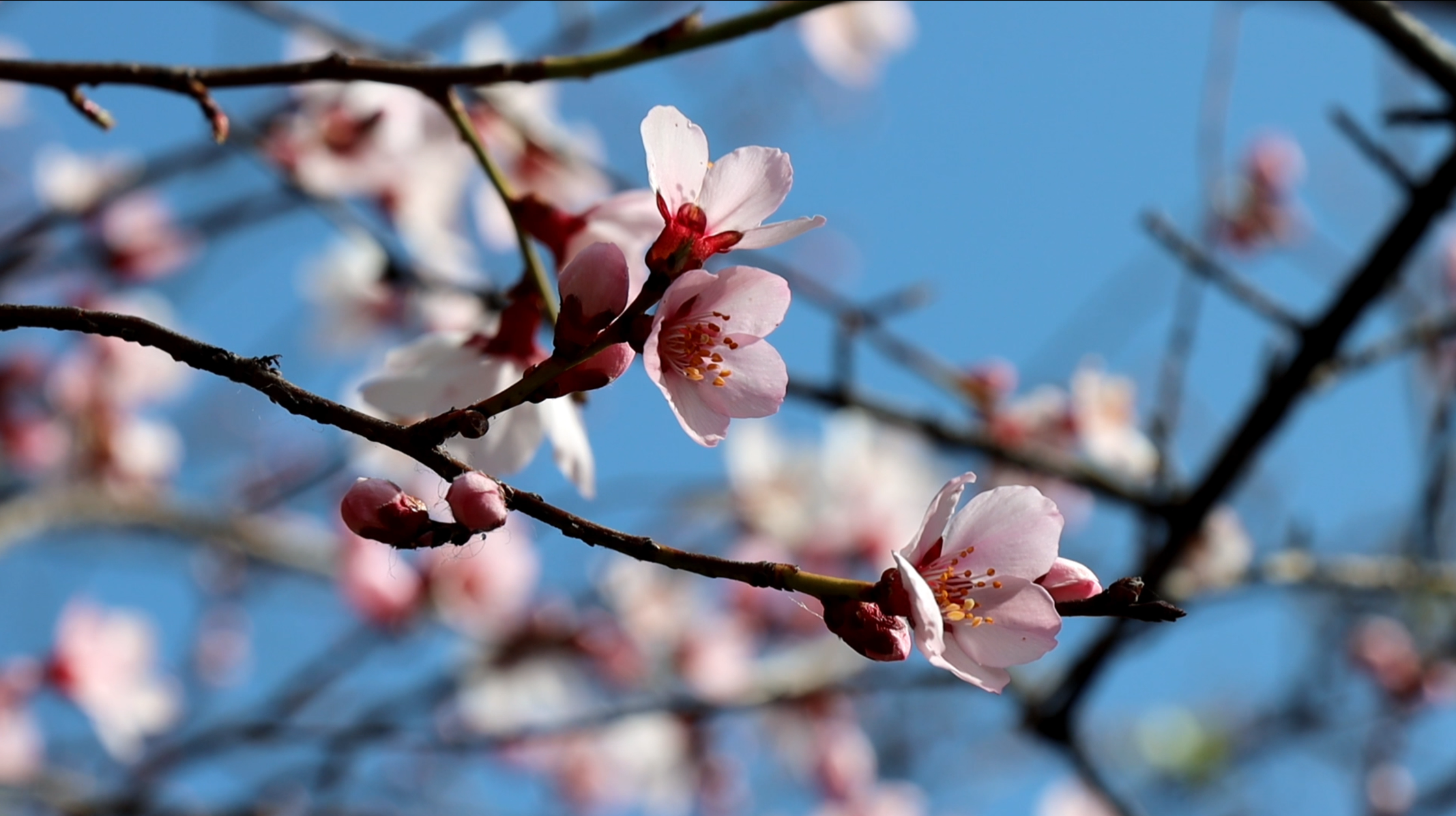 獨(dú)克宗古城桃花盛開(kāi)