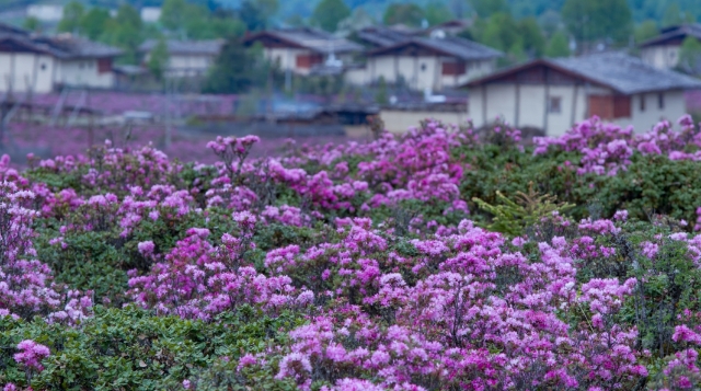 世界的“香格里拉”第二屆花之旅啟幕！邀你共赴一場高原花海之約