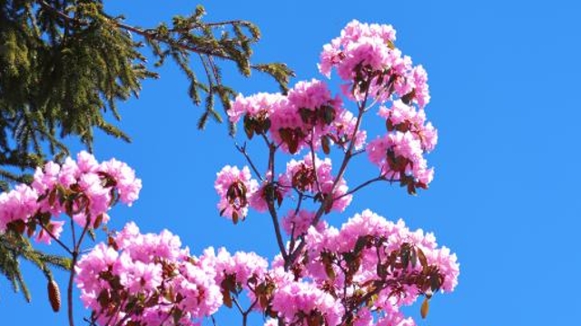 香格里拉旅游東環(huán)線的杜鵑花開了