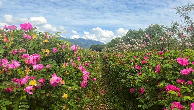 云端花海！香格里拉正在上演玫瑰與雪山的浪漫對話