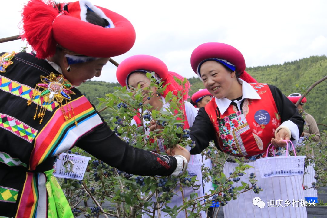 答好五問促增收丨迪慶：奏響鄉(xiāng)村產(chǎn)業(yè)富民新樂章