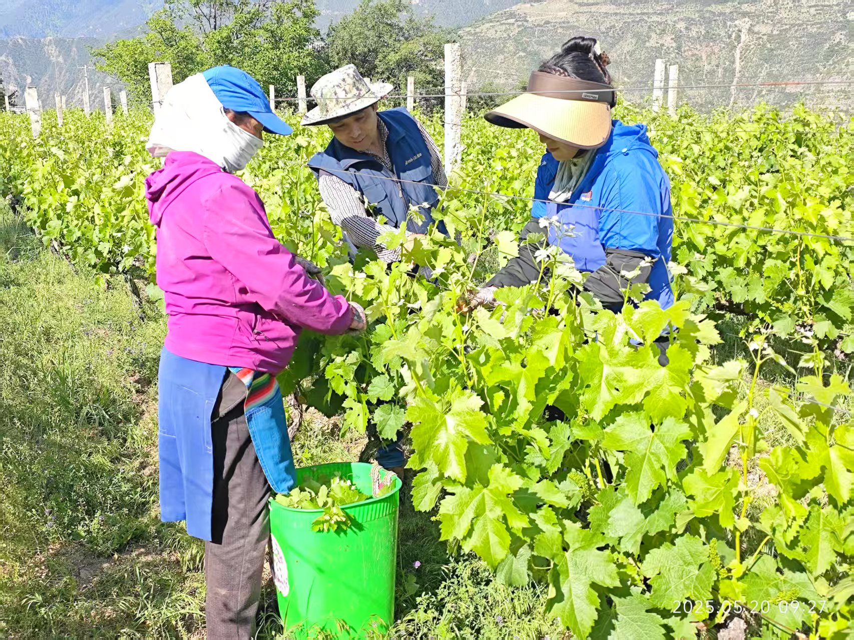 德欽葡萄園：掛果期里農(nóng)事忙 技術(shù)護(hù)航促豐收