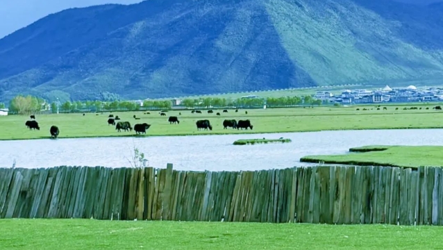 暑期“熱度”不一樣，香格里拉剛好19℃！