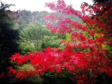 九寨溝已進(jìn)入賞秋品紅葉最佳時(shí)期。