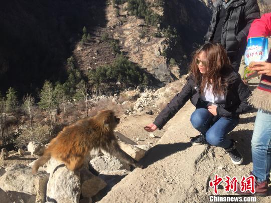 猴子不怕生，不斷抓起游客手里的零食吃起來?！≮w朗 攝
