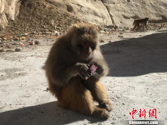 這只猴子搶到了一包爆米花棒，熟練的撕開包裝吃起來?！≮w朗 攝